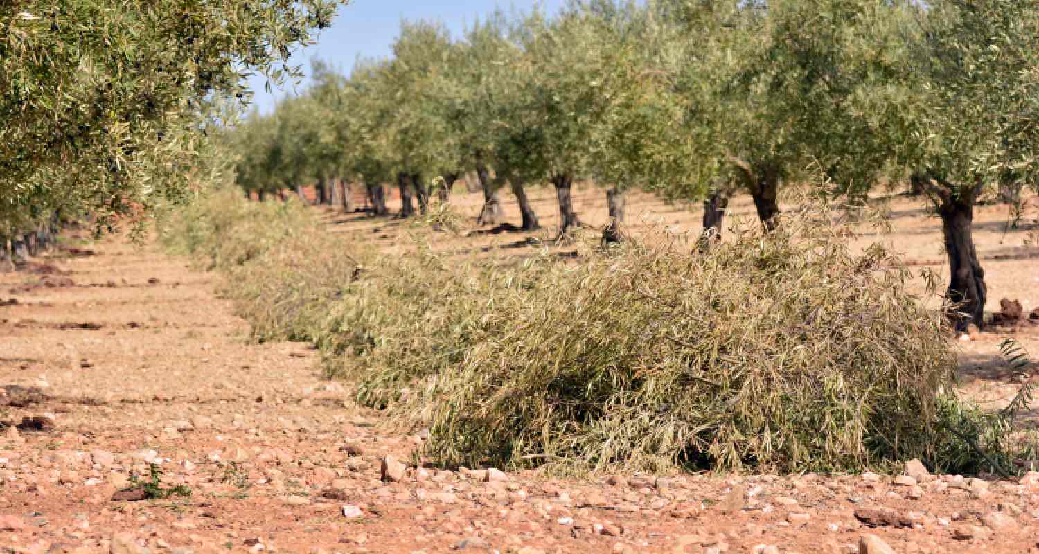 Montones de biomasa de olivar en un cultivo