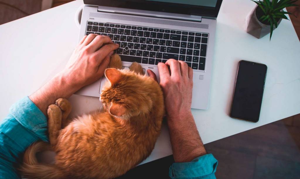 gato sentado sobre teclado